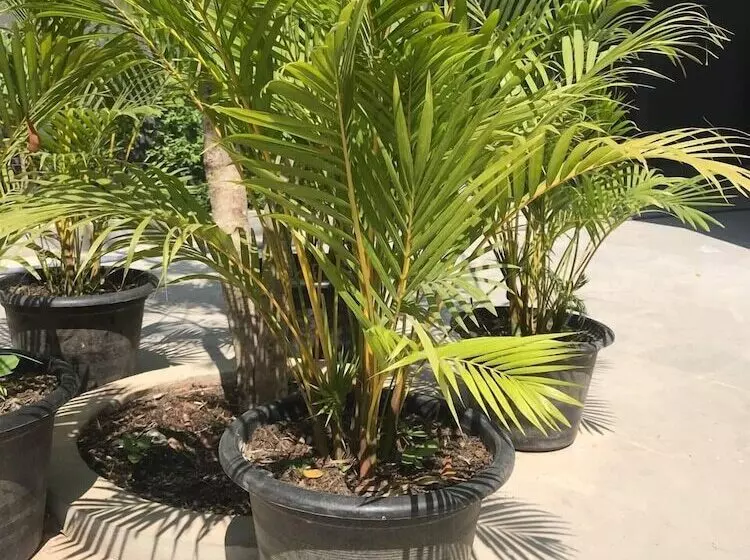 هتل Chom Chao City