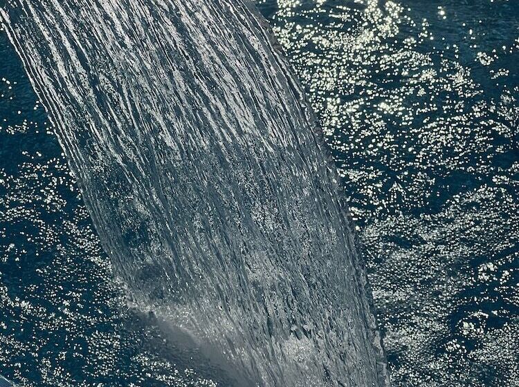 בית מלון כפרי Zarafshon Parkside