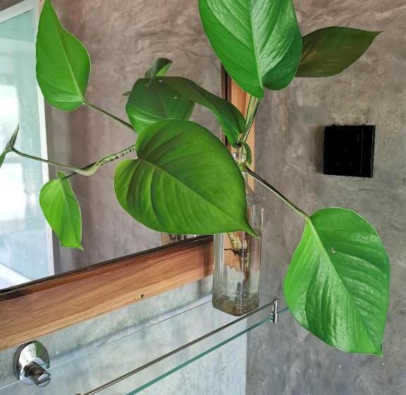 Bed and Breakfast Back Yard Madiha   Restaurant And Rooms