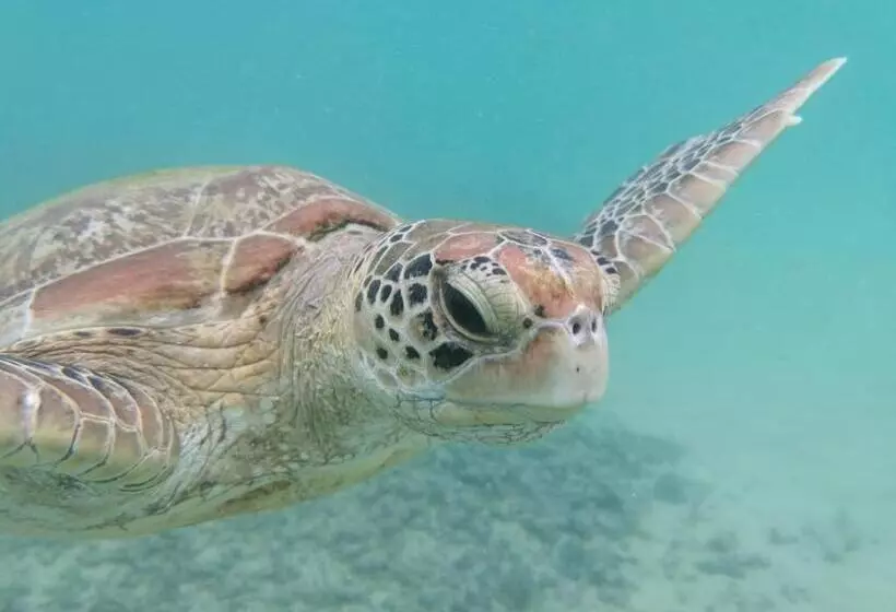 Aamiaismajoitus (B&B) E Seven House