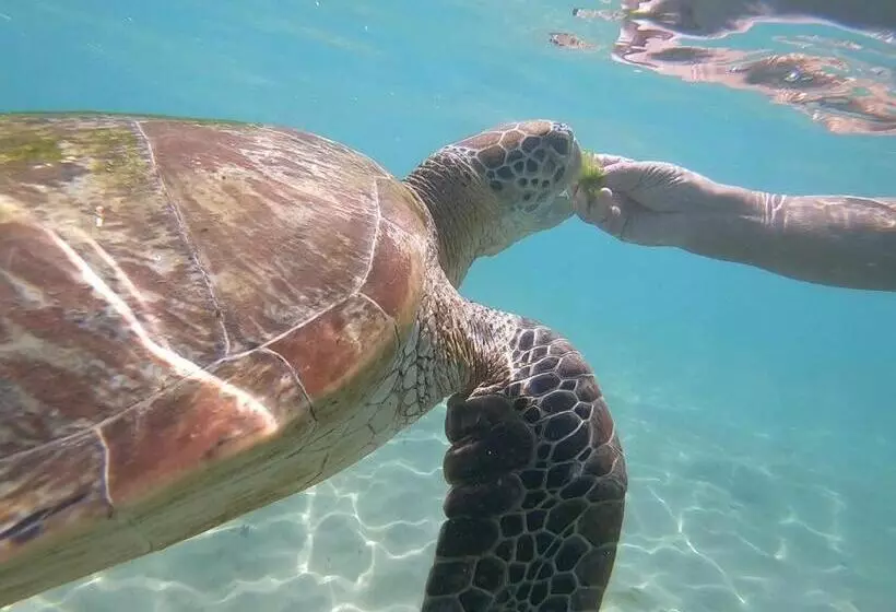 Aamiaismajoitus (B&B) E Seven House