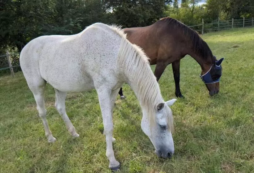 Aamiaismajoitus (B&B) La Grange Symphorine, Chambre D Hôtes De Charme Située Entre La Vallée De La Dordogne Et La Vallée D