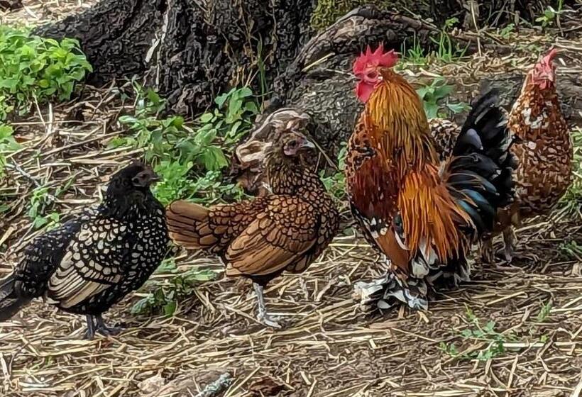 민박 La Grange Symphorine, Chambre D Hôtes De Charme Située Entre La Vallée De La Dordogne Et La Vallée D