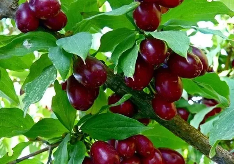 Gabala Garden Hostel