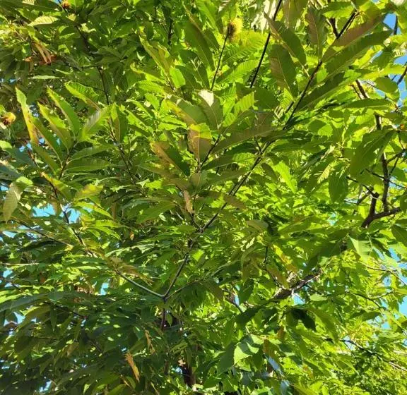 Gabala Garden Hostel