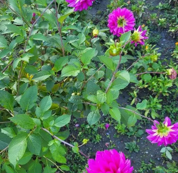 Gabala Garden Hostel