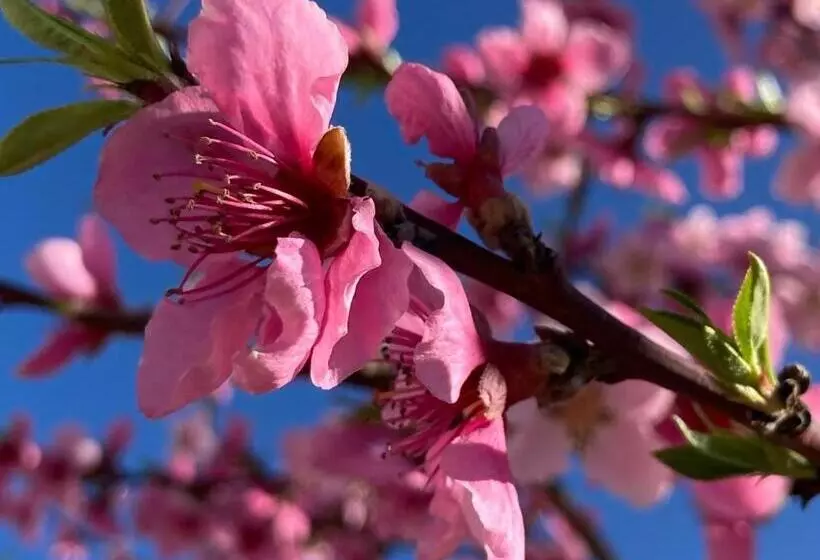 Gabala Garden Hostel