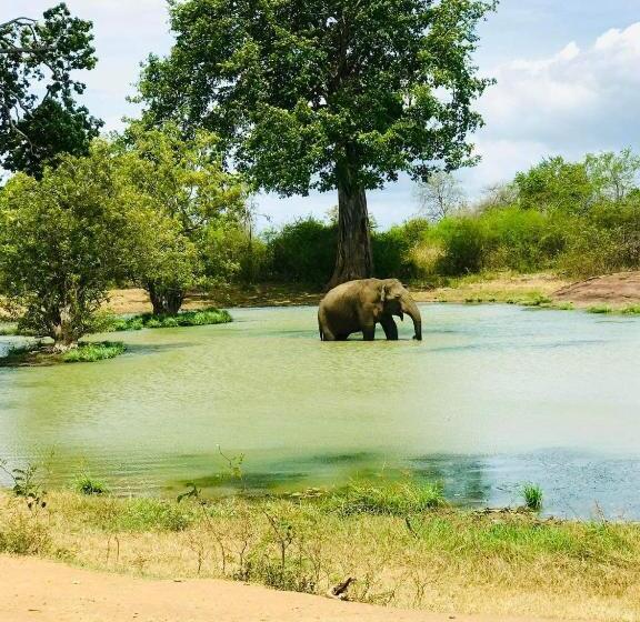 Pensão Tulip Hostel