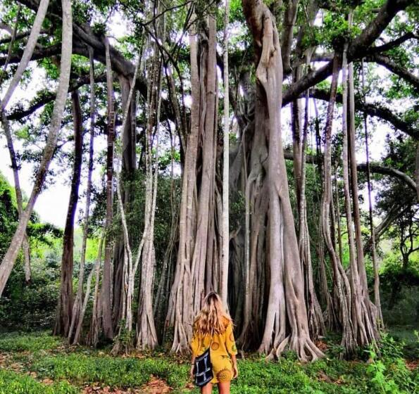 Pensjonat Tulip Hostel