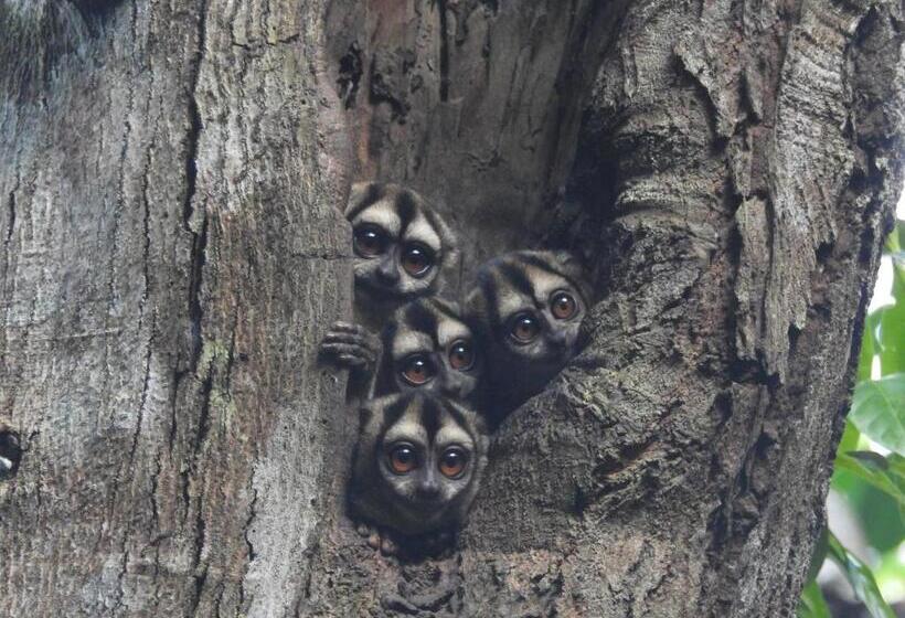 渡假胜地 Kofan Eco