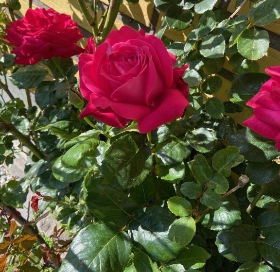 تختخواب و صبحانه Flamur & Vannis Bnb