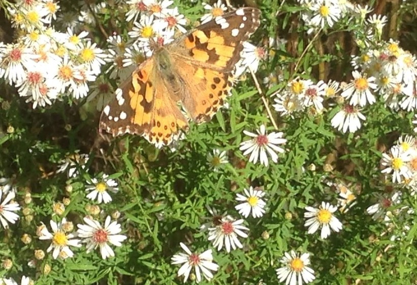 Отель Cypress Moon Inn