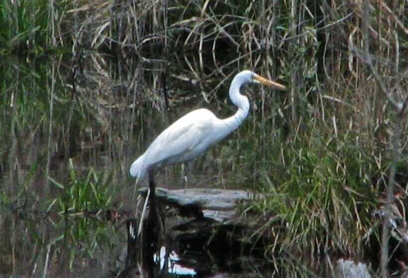 Отель Cypress Moon Inn