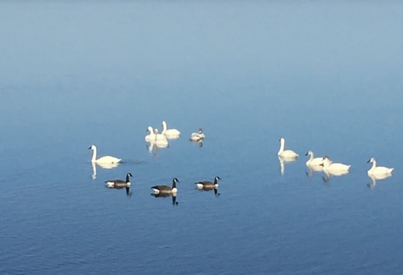 Отель Cypress Moon Inn