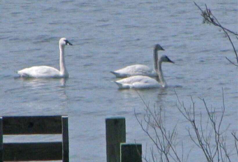 Отель Cypress Moon Inn