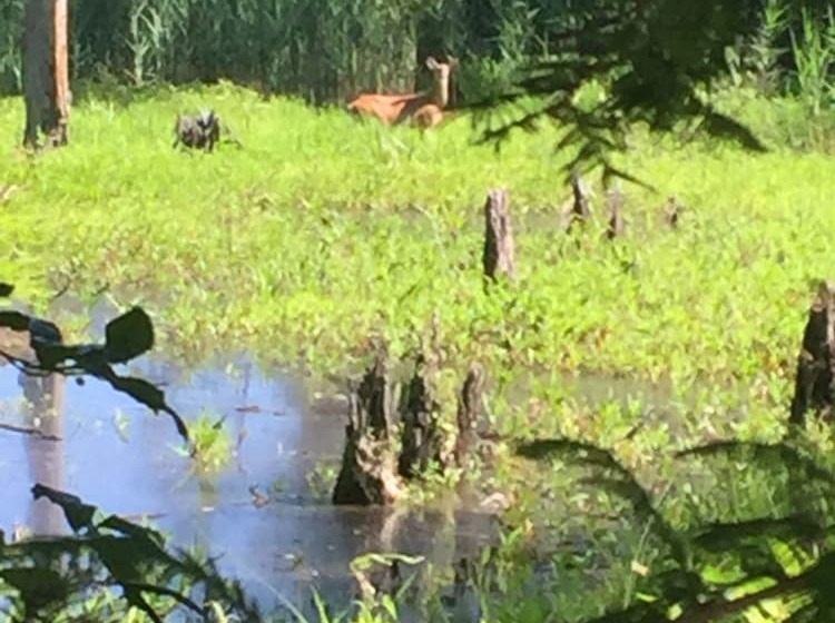 Отель Cypress Moon Inn