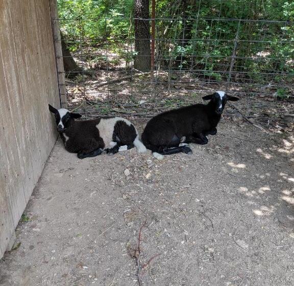 هتل Dragonfly Mountain Lodge