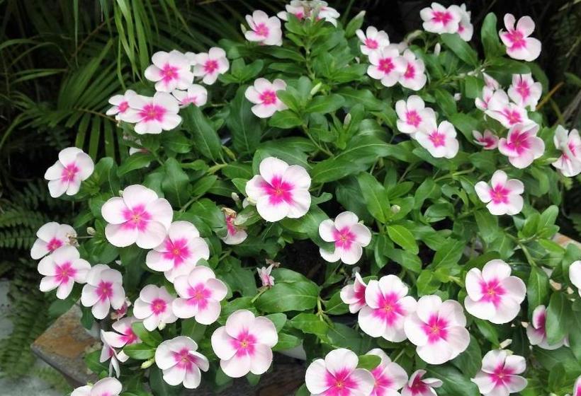 酒店 Mango Street Inn