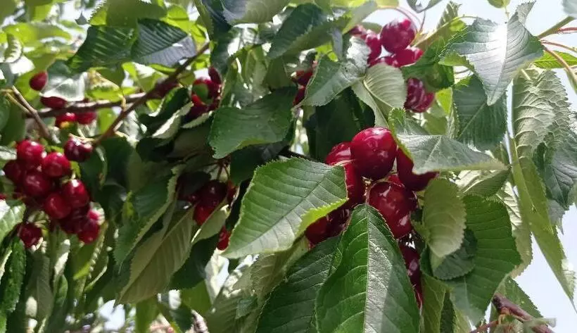 Aamiaismajoitus (B&B) La Relais Del Trullo
