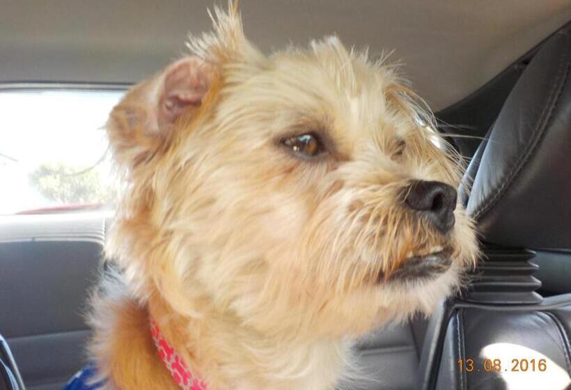 旅馆 Sti Ski Lodge