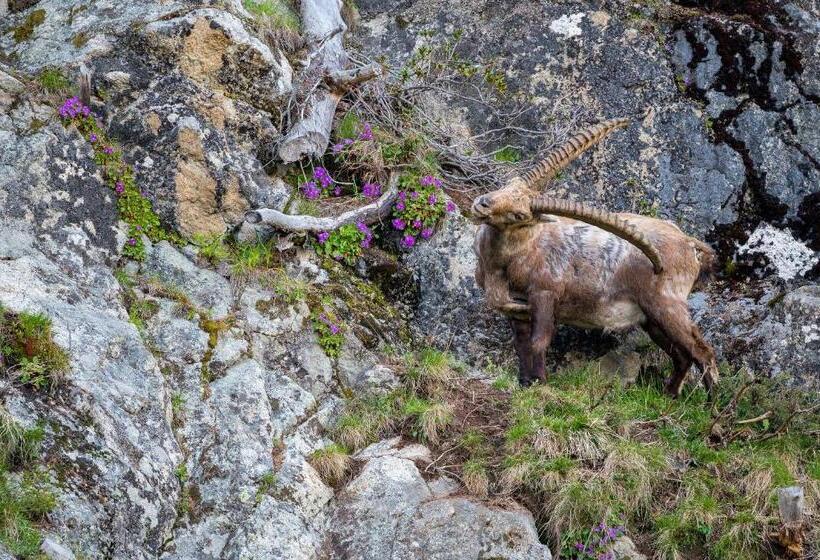 هتل Sunstar Pontresina