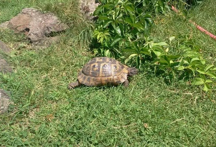 Iliada Hotel Kaz Daglari