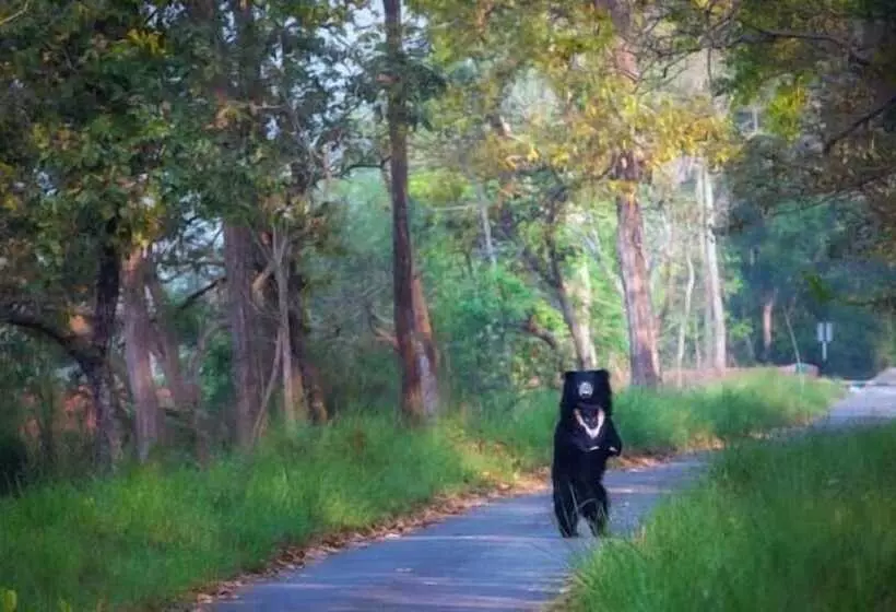 Hotelli Dtr Jungle Hideaways