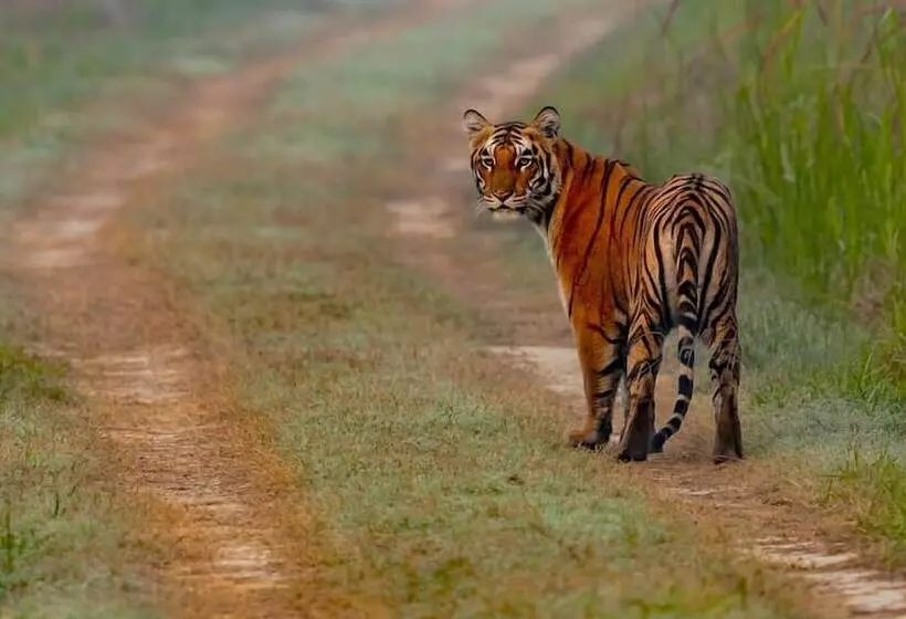 Hotelli Dtr Jungle Hideaways