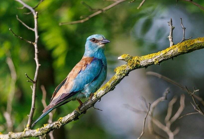 Gedeon Tanya Panzió