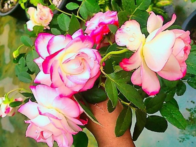 Hotel Hostel Kandy Green Mirror