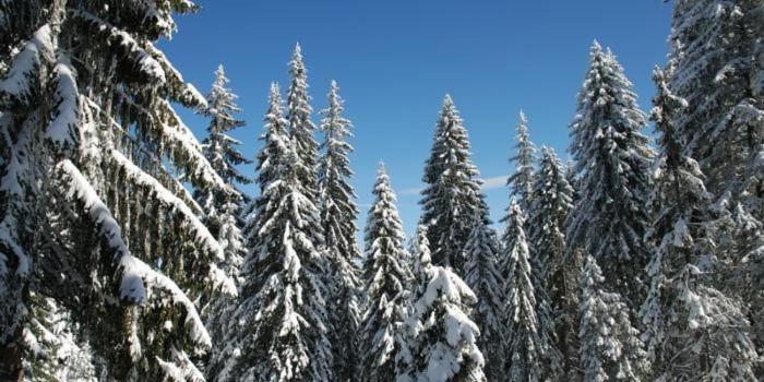 ベッドアンドブレックファースト Kris Hotel & Restaurant