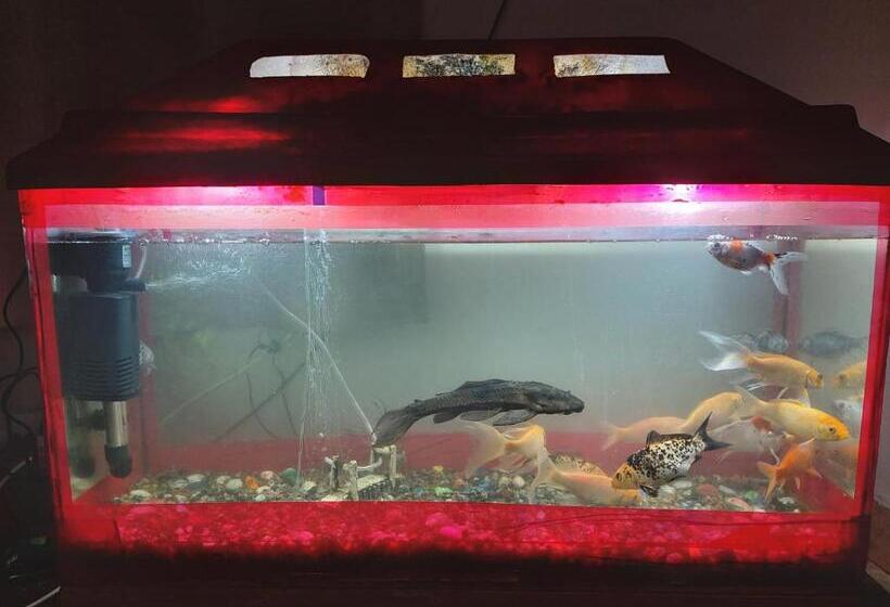 Hotelli Moon Nainital Official