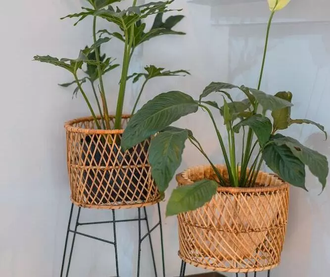 Island Wanderers Inn