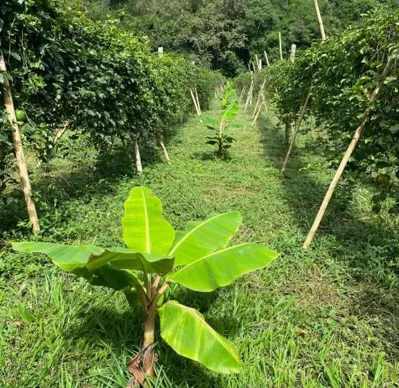 ホテル Hacienda La Tulia Eco
