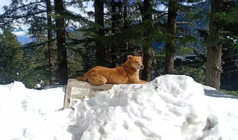 Retkeilymaja Forest Vibes Kalatop Rooms Restaurant