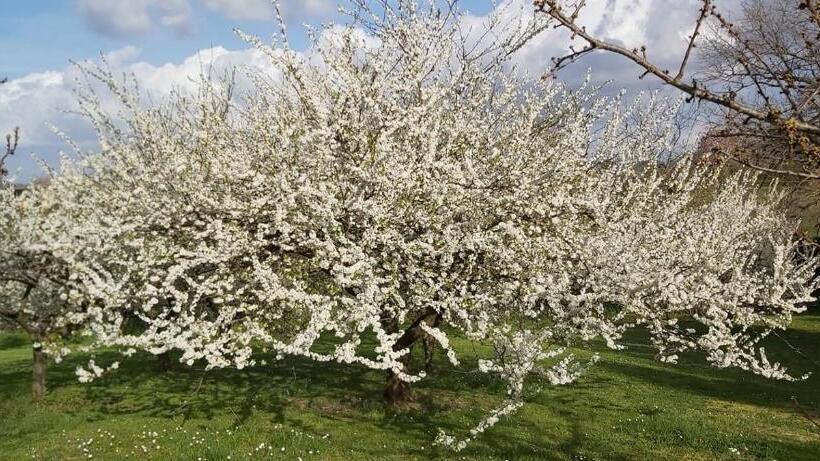 ホテル Agriturismo La Romanella