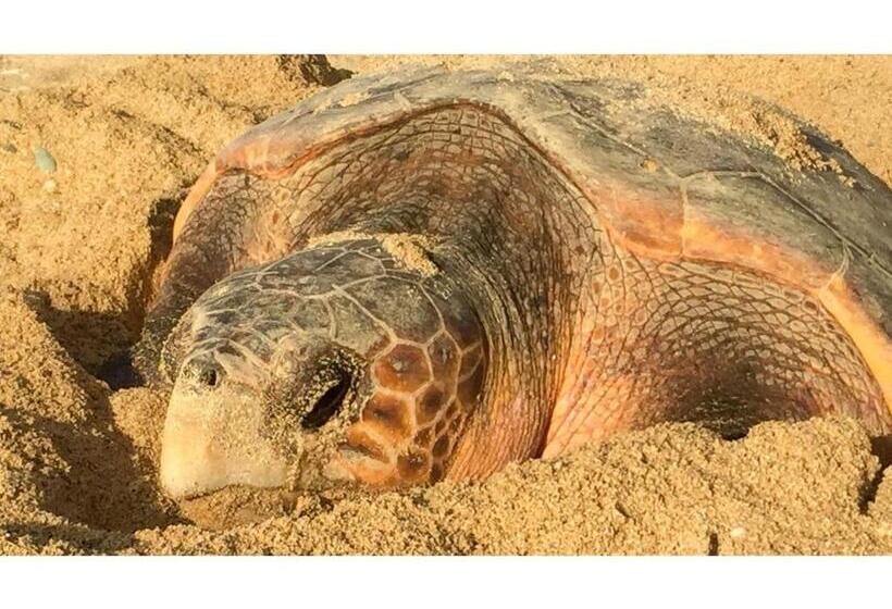 פנסיון Umi To Hoshizora No Chisana Yado Wassa Wassa Vacation Stay 86554v