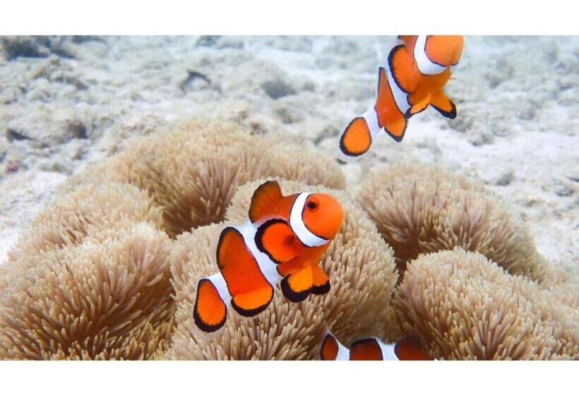 פנסיון Umi To Hoshizora No Chisana Yado Wassa Wassa Vacation Stay 86554v