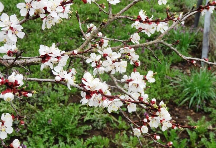 ホテル Haus Sundl   Privatzimmer