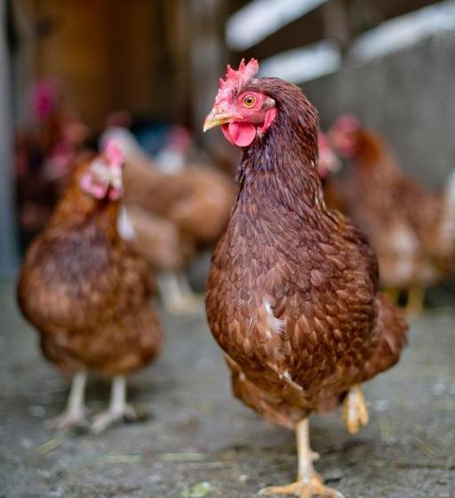 ホテル Appartement Ferienhof Ortnergut