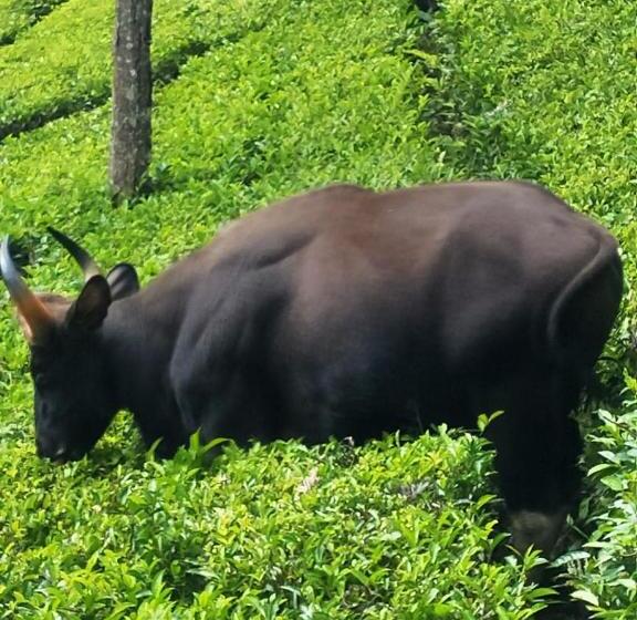 פנסיון Blue Hills Castle