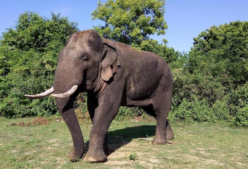 Hotel Leel’s Safari Cottage