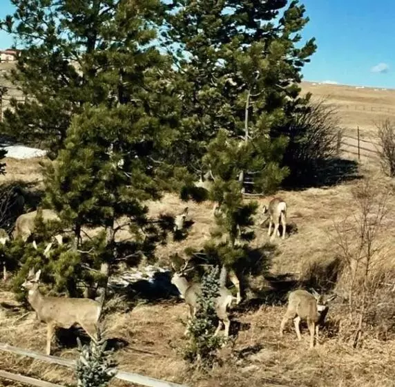 Trail Boss King Ensuite Prairie Rose B&b   1200 Sq Ft Suite