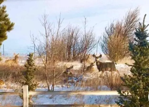 Trail Boss King Ensuite Prairie Rose B&b   1200 Sq Ft Suite