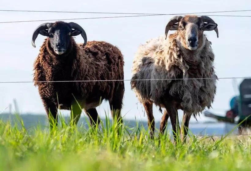 Aamiaismajoitus (B&B) Weingut & Gästezimmer Zillinger