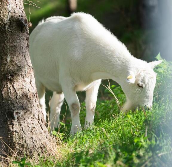 Bed and Breakfast Weingut & Gästezimmer Zillinger