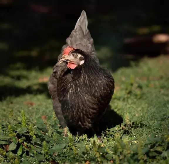 Aamiaismajoitus (B&B) Weingut & Gästezimmer Zillinger
