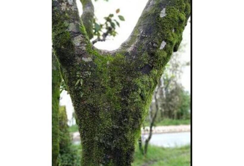 בית מלון כפרי Siniolchu Pelling , New Helipad Road , Pelling , Sikkim