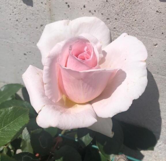 פנסיון In Campagna