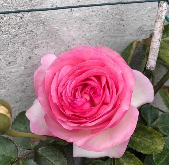 פנסיון In Campagna